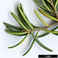 SpeciesSub: var. brachyphylla